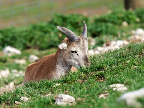 Mouflons europ&eacute;ens (Ovis aries musimon) dans une prairie de parc animalier
