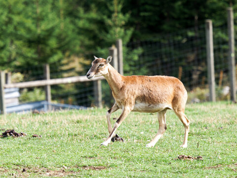 Mouflons europ&eacute;ens (Ovis aries musimon) dans une prairie de parc animalier