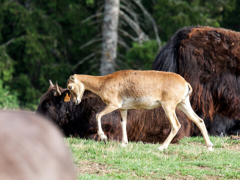 Mouflons europ&eacute;ens (Ovis aries musimon) dans une prairie de parc animalier