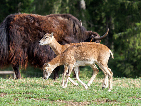 Mouflons europ&eacute;ens (Ovis aries musimon) dans une prairie de parc animalier