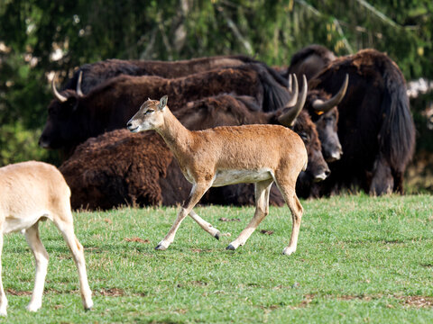 Mouflons europ&eacute;ens (Ovis aries musimon) dans une prairie de parc animalier