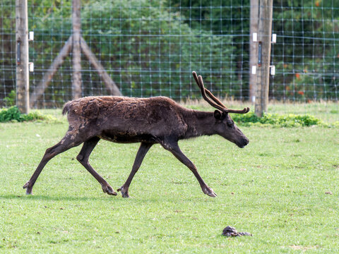 Renne (Rangifer tarandus) courant et broutant dans un enclos de parc animalier