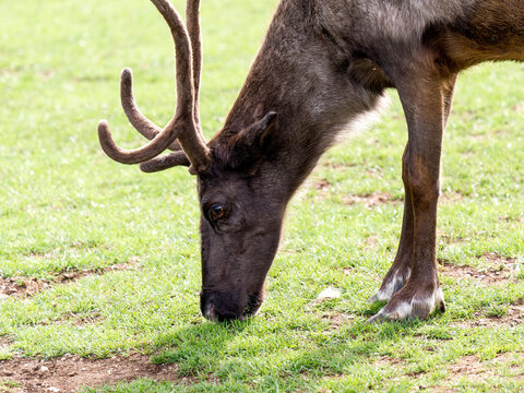 Renne sauvage (Rangifer tarandus) broutant dans une prairie, bois encore recouverts de velours