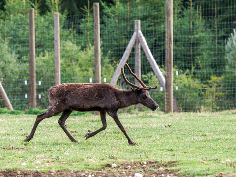 Renne (Rangifer tarandus) courant et broutant dans un enclos de parc animalier