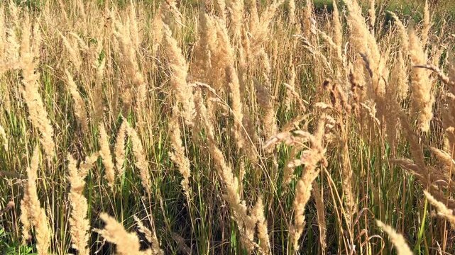 Dry golden grass seed heads sway in summer breeze under bright sunlight