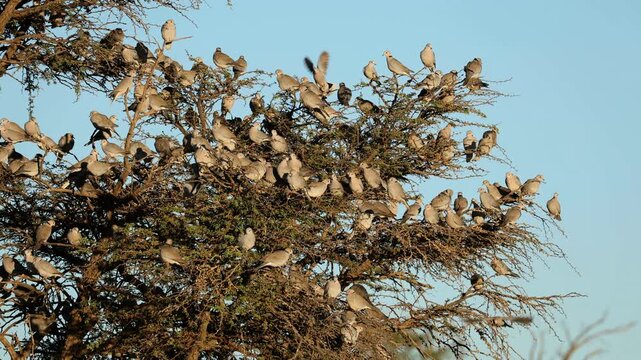Flock of Cape turtle doves (Streptopelia capicola) perched in a tree, Kalahari desert, South Africa