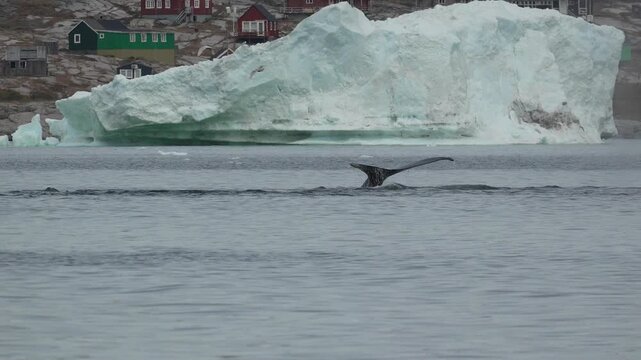 Humpback Whale Diving with visible tail fluke by Iceberg off Oqaatsut Greenland