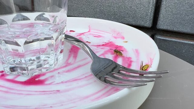 Two wasps feed on sweet red jam residue beside fork and water glass on plate