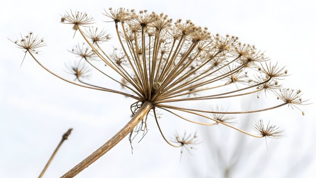 Dried cow parsley umbel showing intricate umbrella shaped seed heads and thin stalks on white.