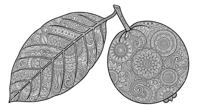 Intricate mandala fruit coloring page, ornate floral pattern guava with leaf, decorative botanical line art illustration for stress relief isolated PNG with Transparent Background