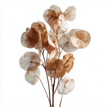 Dried Money Plant Lunaria Pods Vintage Decor Isolated on White Background