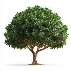 Obraz premium Small Round Deciduous Tree Canopy Isolated on White Background