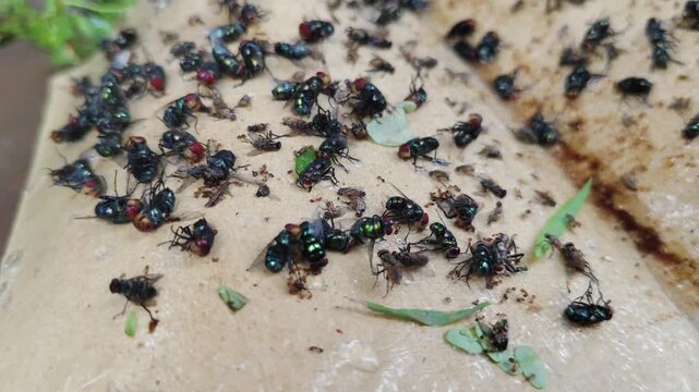 A cluster of dead flies in a sticky trap indicates a fly infestation and pest control issues.