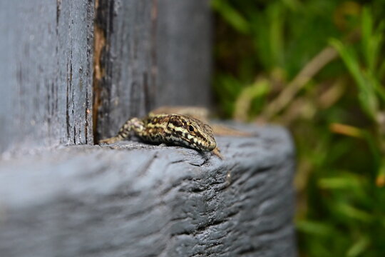 L&eacute;zard des Murailles (Podarcis muralis)