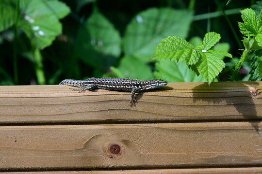 L&eacute;zard des Murailles (Podarcis muralis)