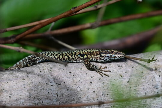 L&eacute;zard des Murailles (Podarcis muralis)