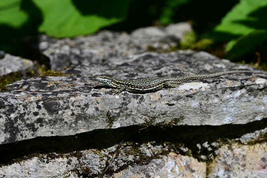 L&eacute;zard des Murailles (Podarcis muralis)