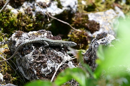 L&eacute;zard des Murailles (Podarcis muralis)