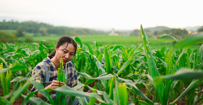 Female farmer using a tablet to monitor crops in a green cornfield, highlighting smart farming, agricultural technology, sustainable agriculture, crop management, and modern rural productivity.