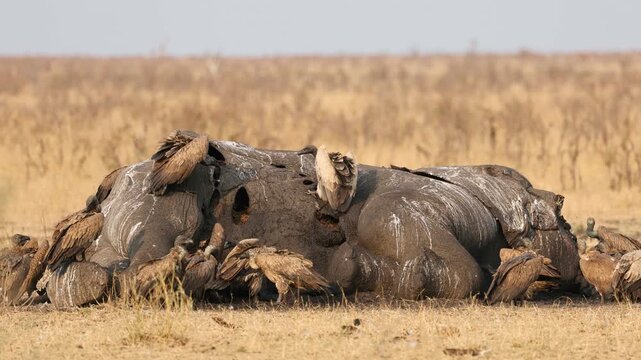 White-backed vultures (Gyps africanus) scavenging on a dead elephant, Kruger National Park, South Africa