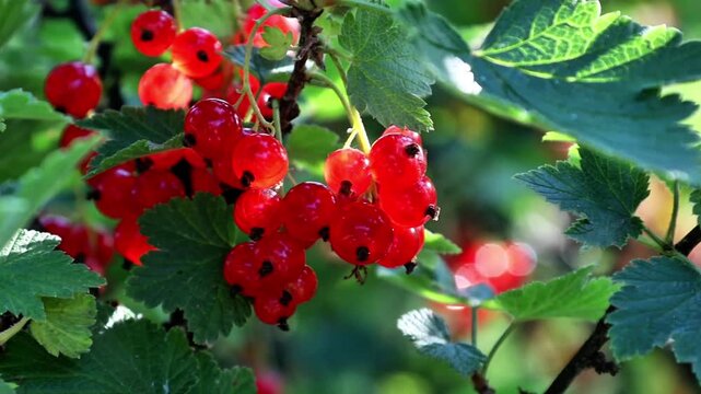 Fresh Red Currants Falling into Water with Splash and Air Bubbles on Black Background