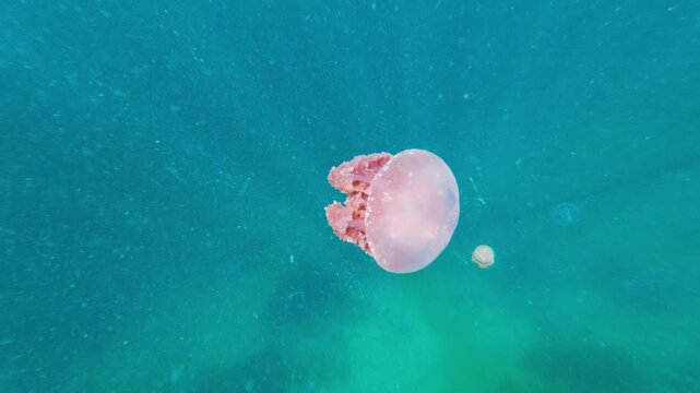 Pink jellyfish swimming underwater in indonesia