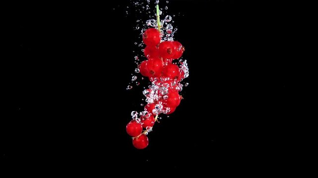 Close-up Macro Shot of Fresh Ripe Red Currants on Stems Isolated on Black Background