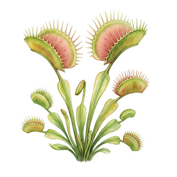 Venus flytrap plant illustration with transparent background for botanical and scientific use