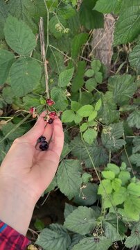 Hand Picking Ripe Blackberries from a Leafy Bush Outdoors