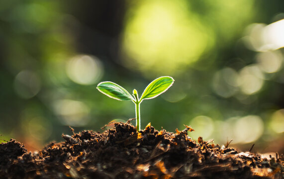 Tiny green sprout breaks through rich, dark soil