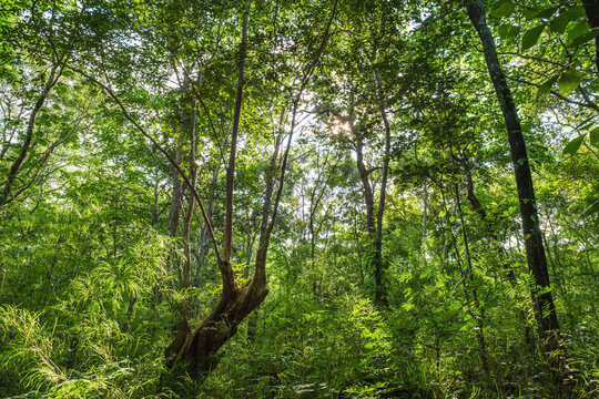 Sunlight filters through dense green canopy