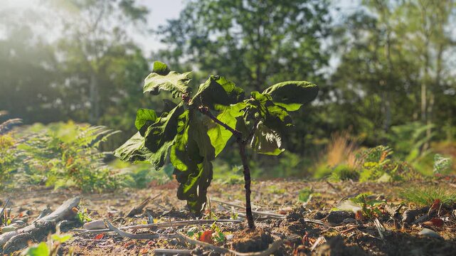 Young oak sapling growing in forest floor with sunlight filtering through trees