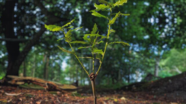 Young oak sapling growing in a forest with fallen log