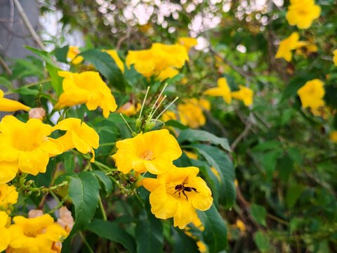 A bee gathering nectar inside a bright yellow Tecoma stans elder flower surrounded by vibrant green foliage and blossoms. 