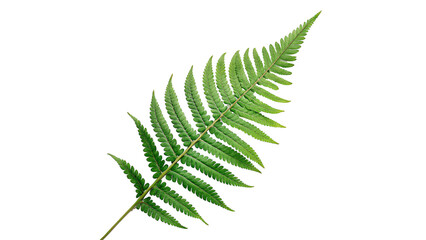 Single fresh green fern leaf forest plant botanical nature isolated design element © Jack
