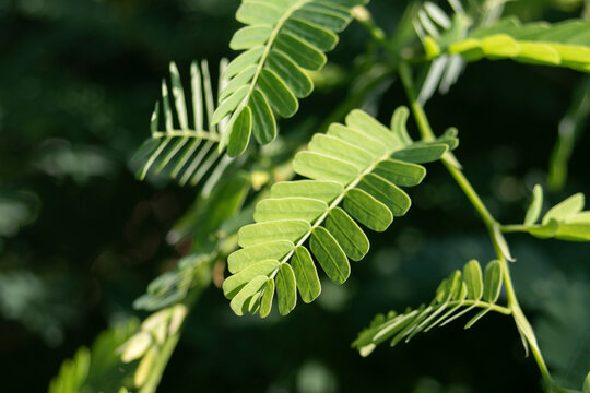 Close up of vibrant green tamarind tree leaves with selective focus.A high-quality close-up photograph showcasing the intricate, compound pinnate leaves of a fresh tamarind tree (Tamarindus indica)