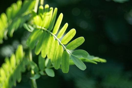 Close up of vibrant green tamarind tree leaves with selective focus.A high-quality close-up photograph showcasing the intricate, compound pinnate leaves of a fresh tamarind tree (Tamarindus indica)