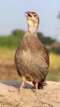 Wild Grey Francolin Foraging on Sandy Ground