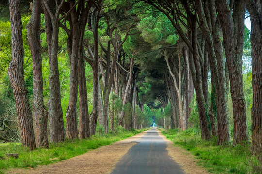 Pine Forest