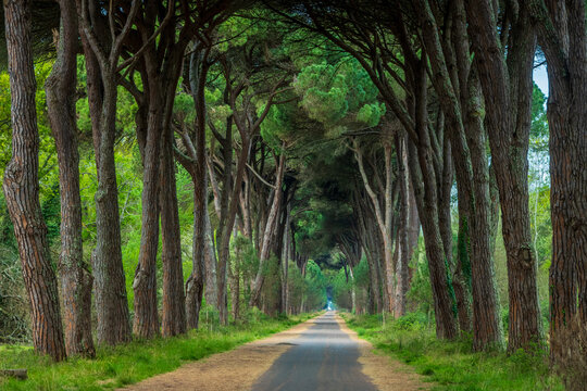 Pine Forest