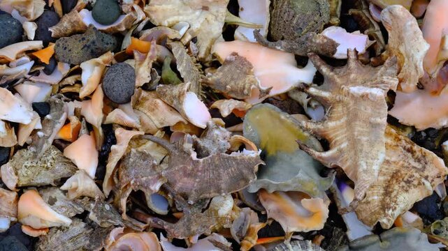 Broken pieces of Fijian conch shell marine gastropods on beach of tropical island in Fiji, South Pacific