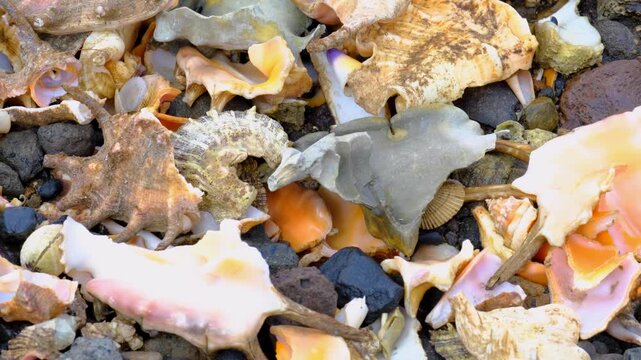 Closeup conch shell and shells covering beach on tropical island in Fiji, South Pacific