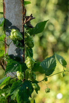 Fresh green common hop cones (Humulus lupulus) climbing a support outdoors, a natural crop used for beer brewing, beverages, herbal products and culinary ingredients.