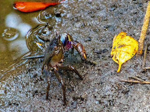 Dark Mangrove Crab on Mud Beside a Yellow Fallen Leaf