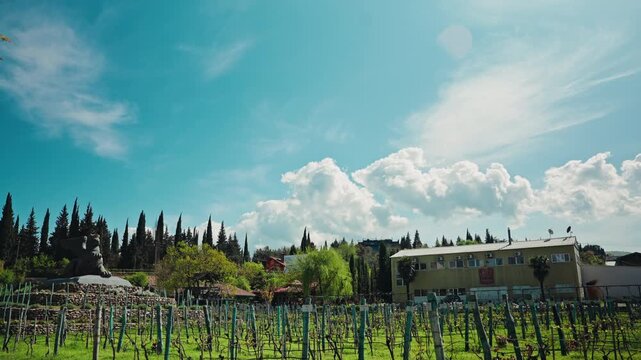 A wide spring vineyard with rows of young vines and tall cypress trees stretches beneath a broad blue sky filled with white clouds.