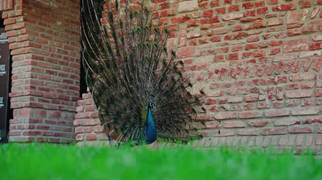 A male peacock spreads and shakes its fanned tail of iridescent eyespot feathers in front of an old brick wall above green grass.