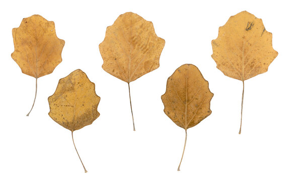 Pressed and dried autumn poplar leaves collection isolated on white background. Perfect for floral patterns, herbariums, scrapbooking. Seasonal fall herbarium.