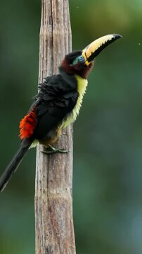 Close Up Profile of a Chestnut Eared Aracari Toucan Bird on Green Background