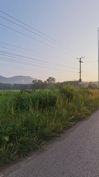 Slow camera pan from left to right across a rural road, green fields and distant mountains illuminated by warm sunrise light in a peaceful Thai countryside landscape.