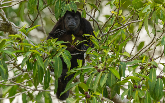 Br&uuml;llaffe (Alouatta) im Regenwald von Costa Rica